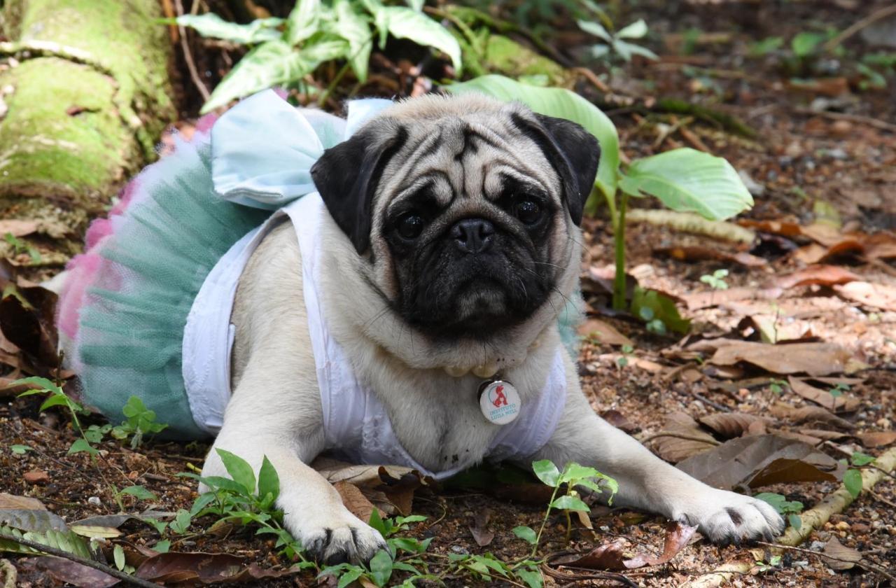 Pousada Portal Do Cacau-Petfriendly Camburi Kültér fotó